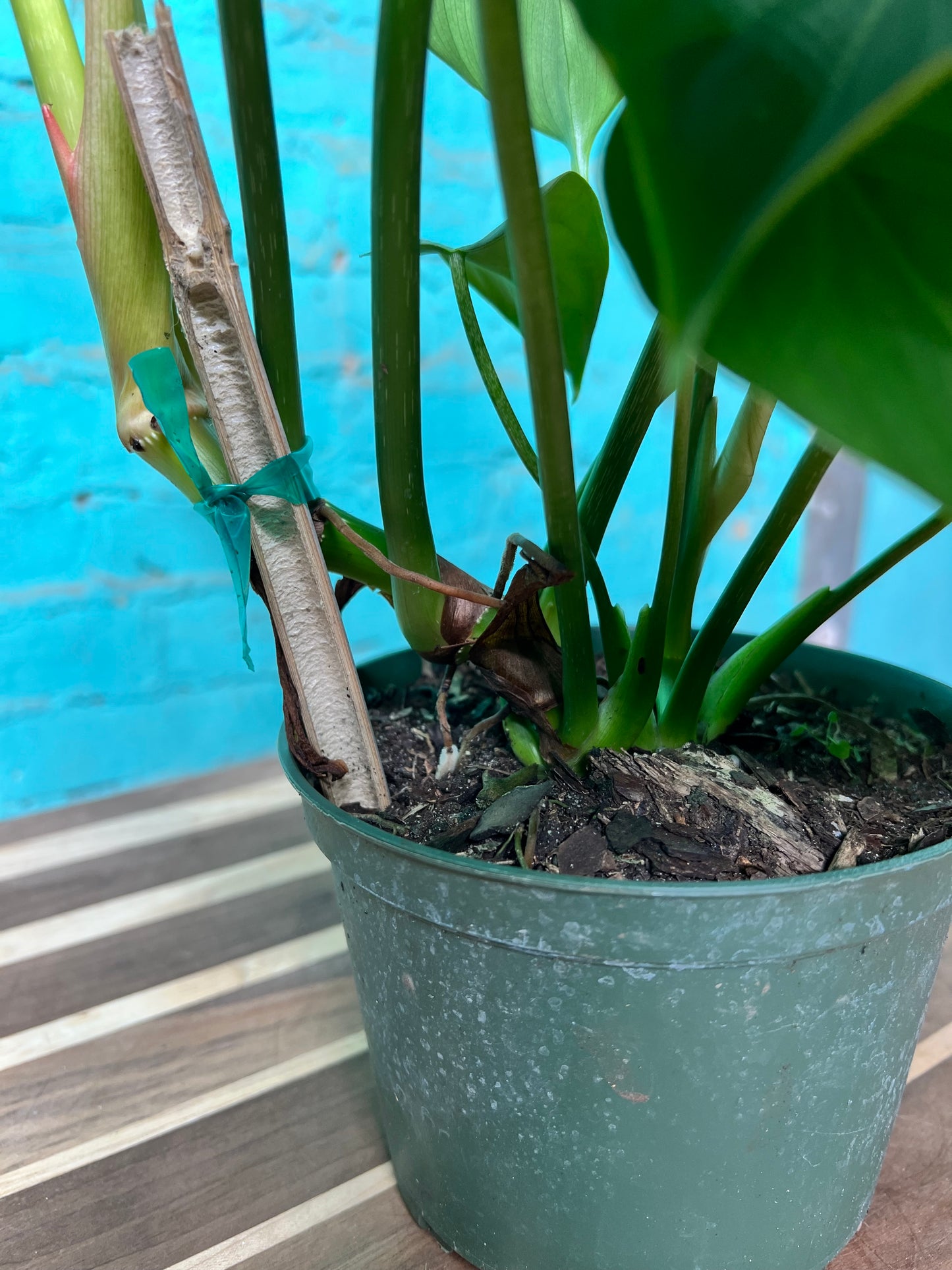Philodendron McDowell 6”