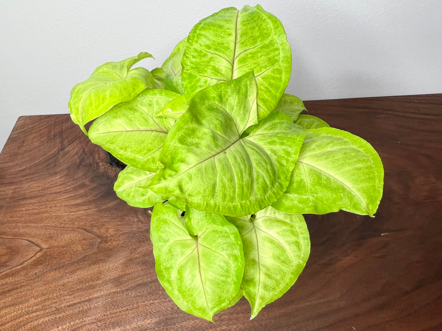 Syngonium-neon Allusion (4inch)