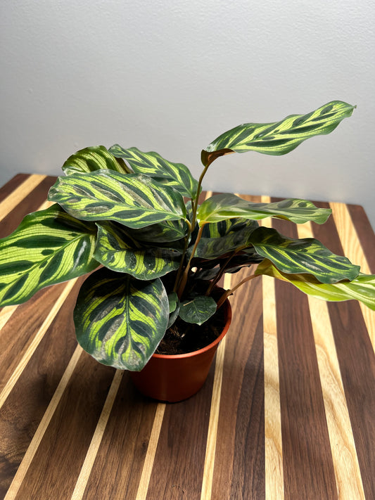 Calathea- peacock 4”