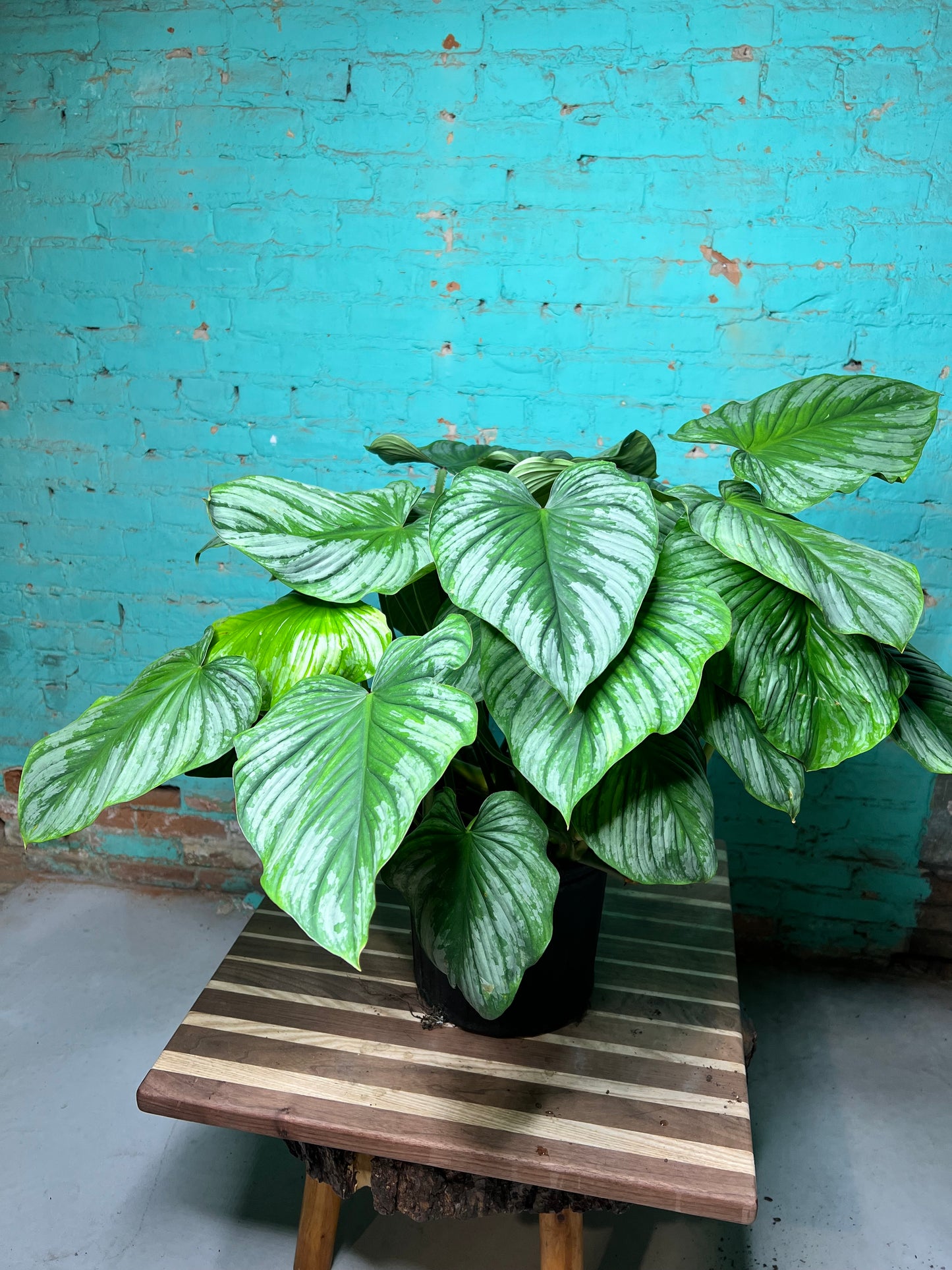 Philodendron Pastazanum Silver 10”