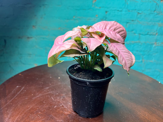 Syngonium Pink 4”