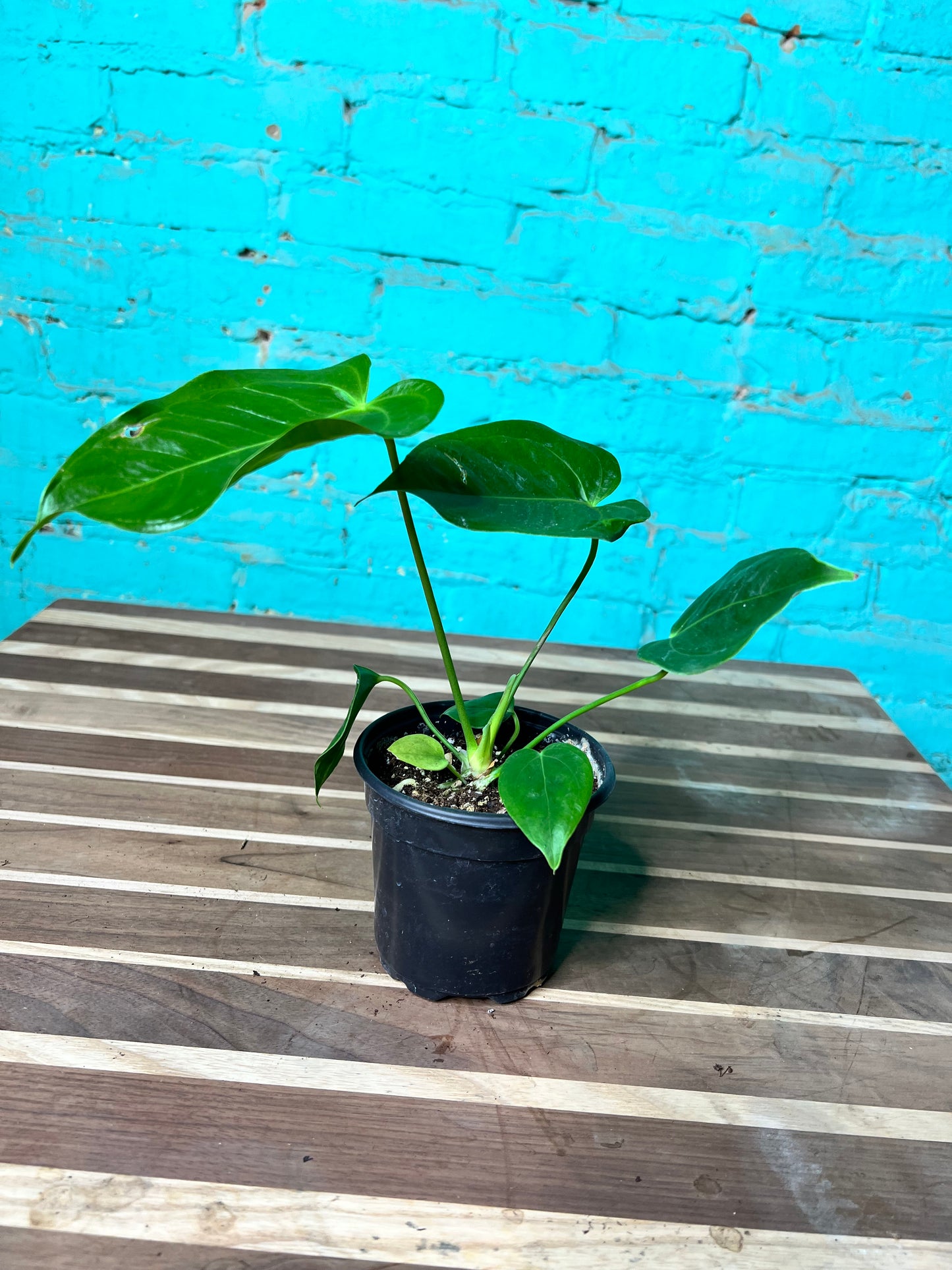 Anthurium Veitchii 4”