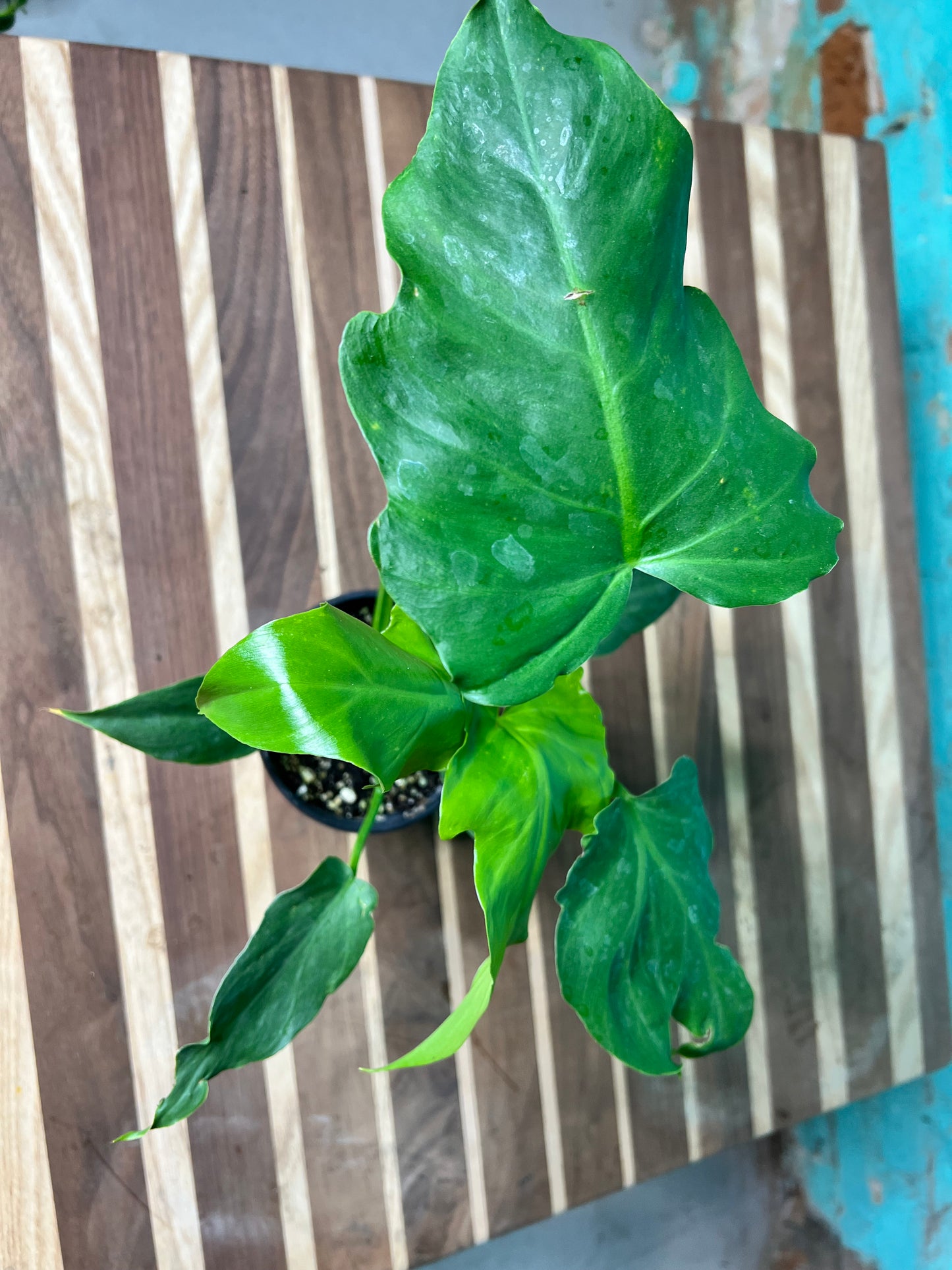 Philodendron- Mayoi Thai