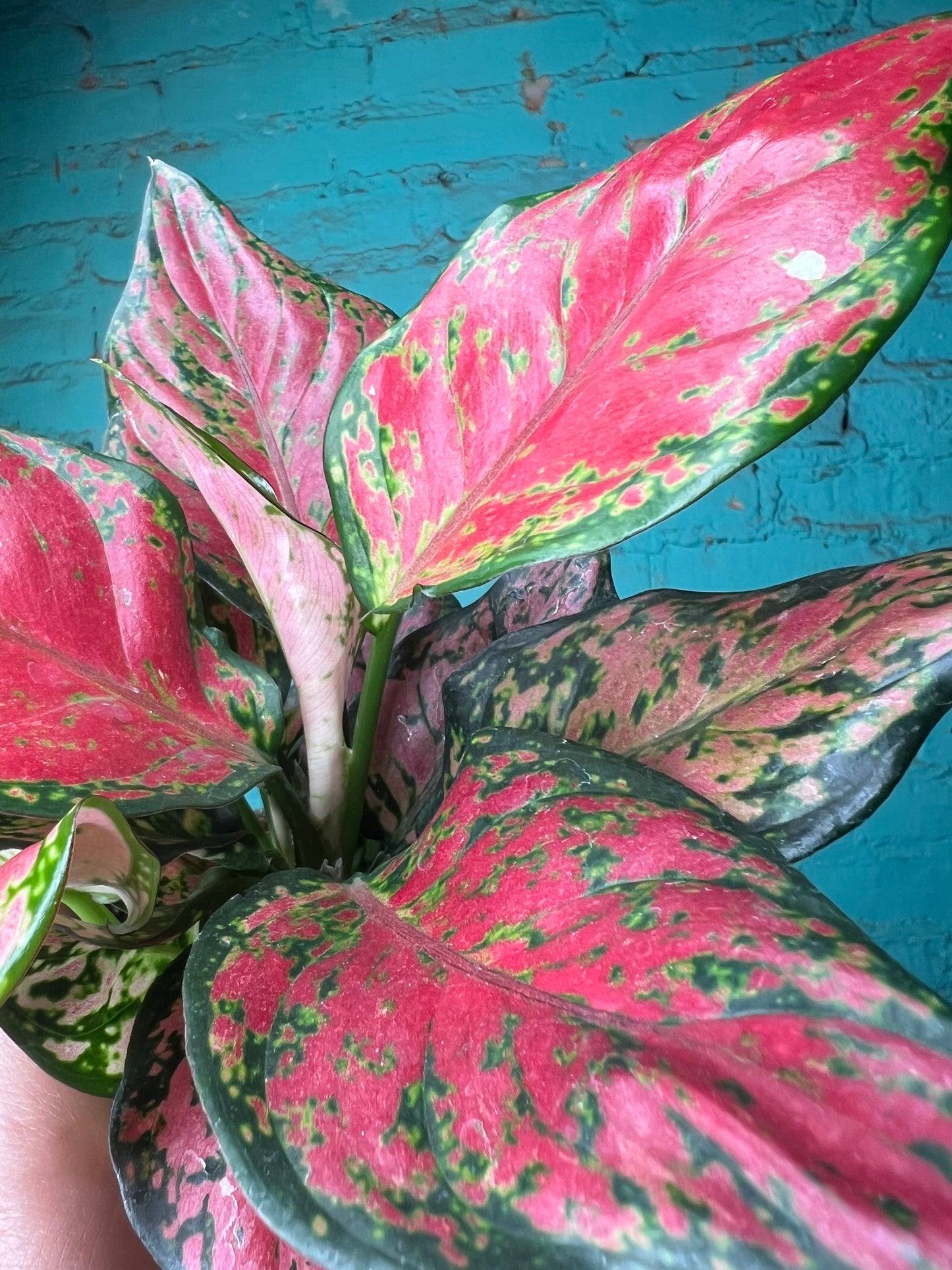 Algeonma Black Maroon 4”