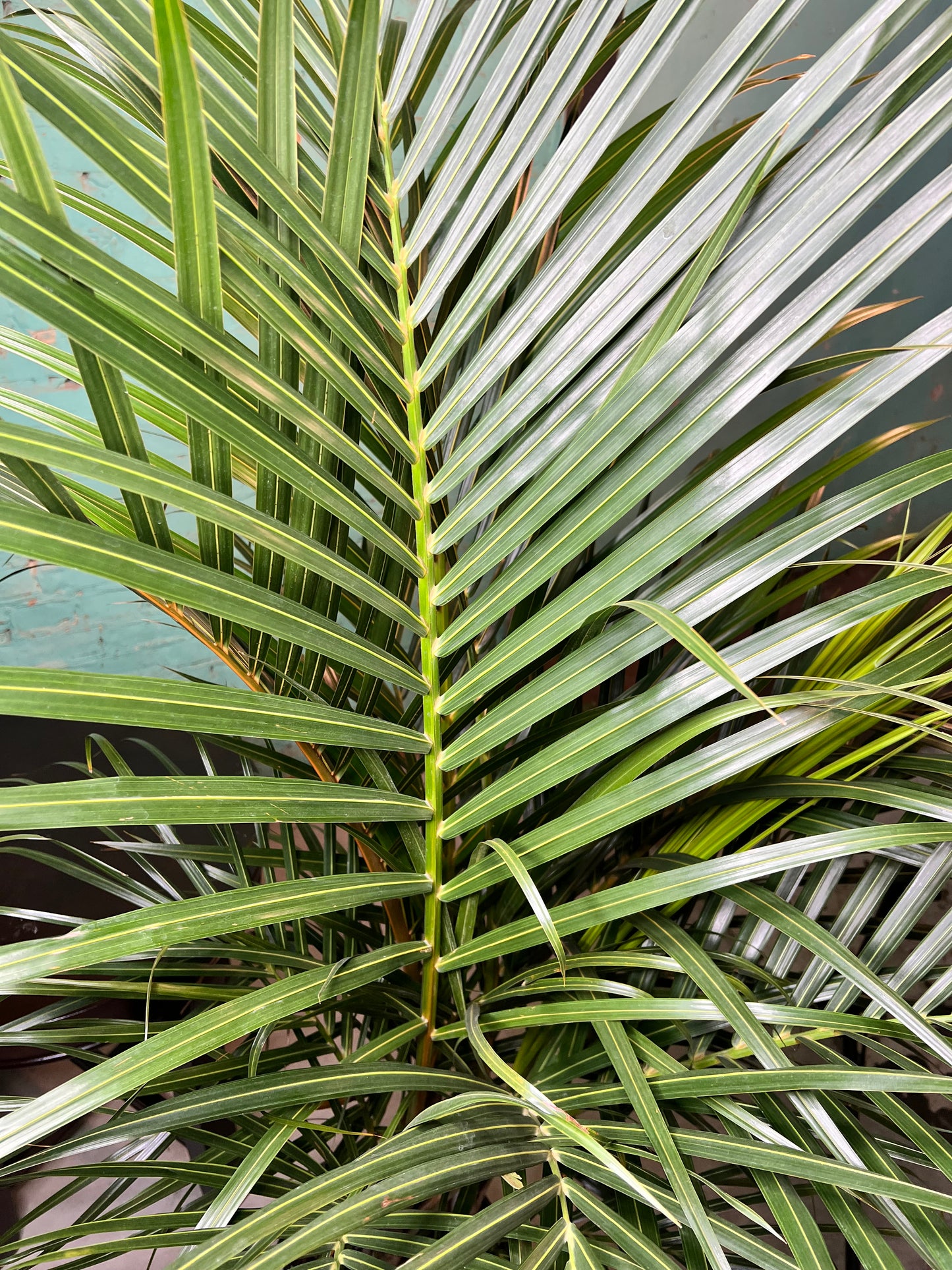 Spindle Palm 10”