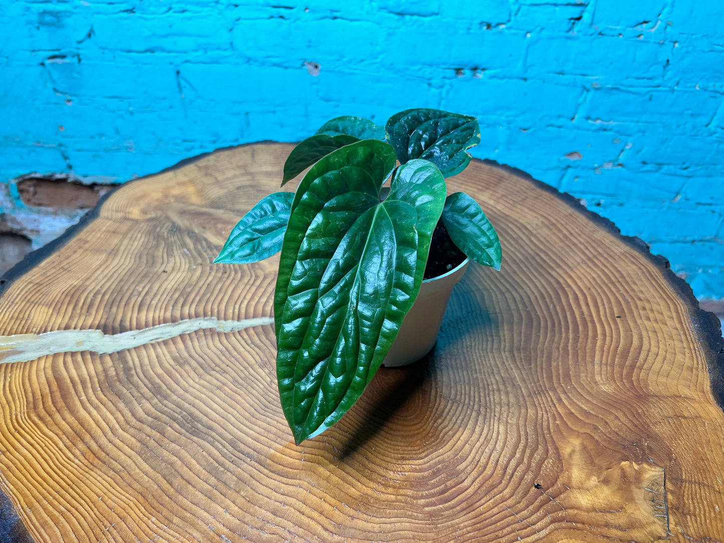 Anthurium Radican X Luxurian 4”