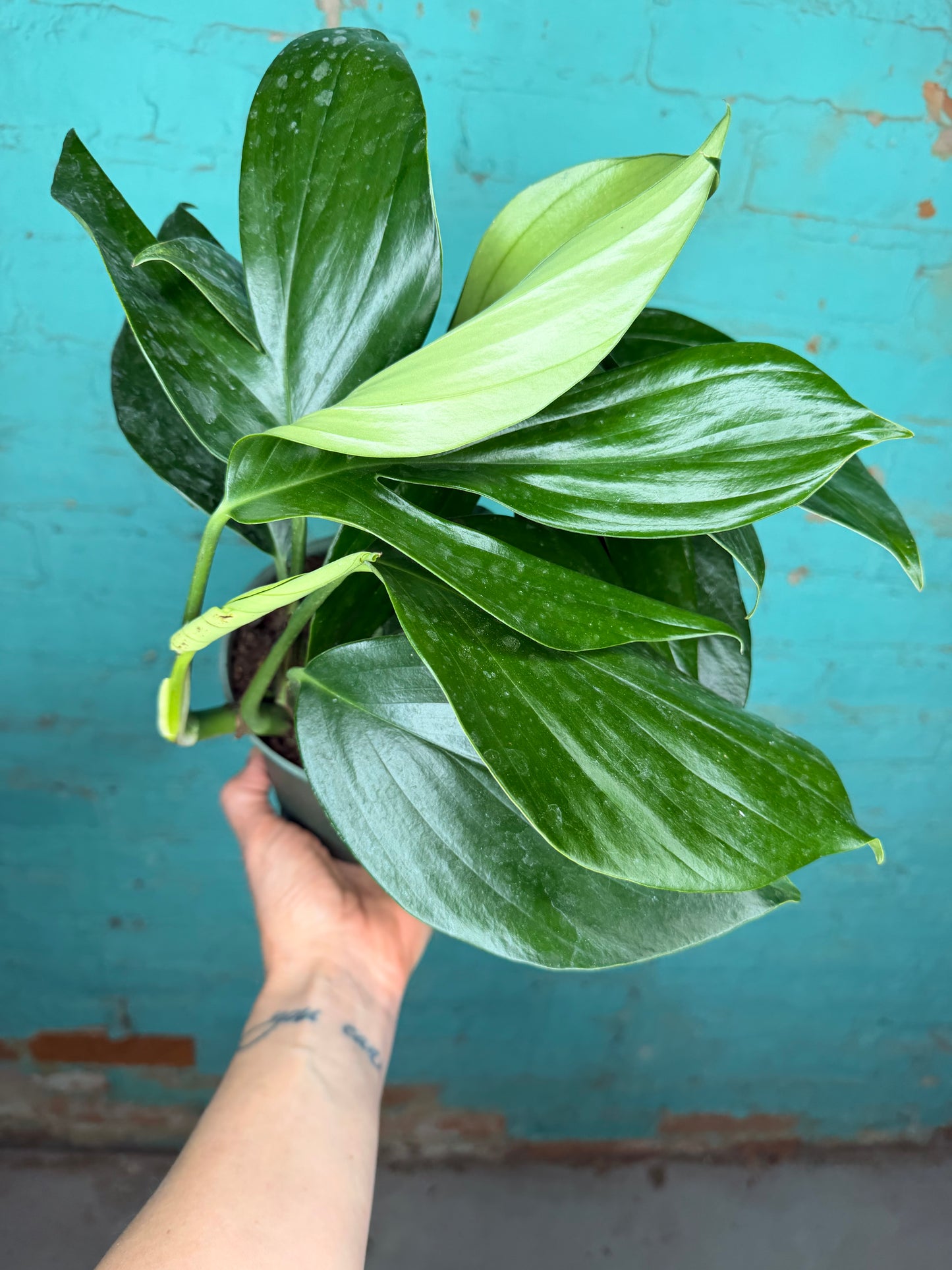 Monstera Decursiva 6” “Dragon Tail”