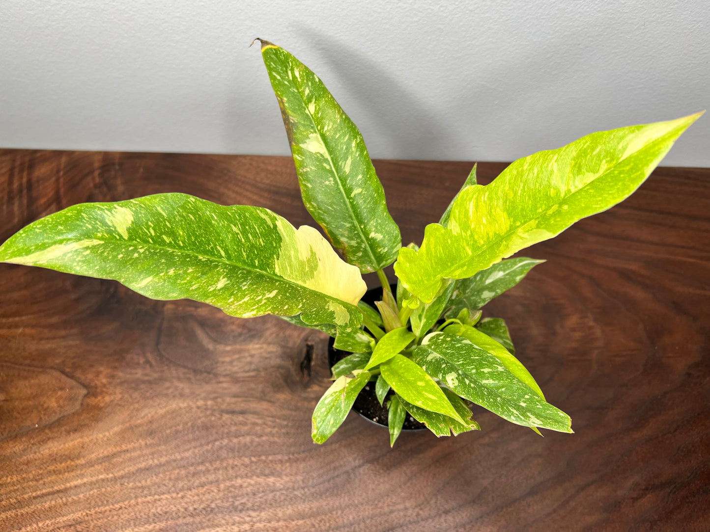 Philodendron Ring of Fire