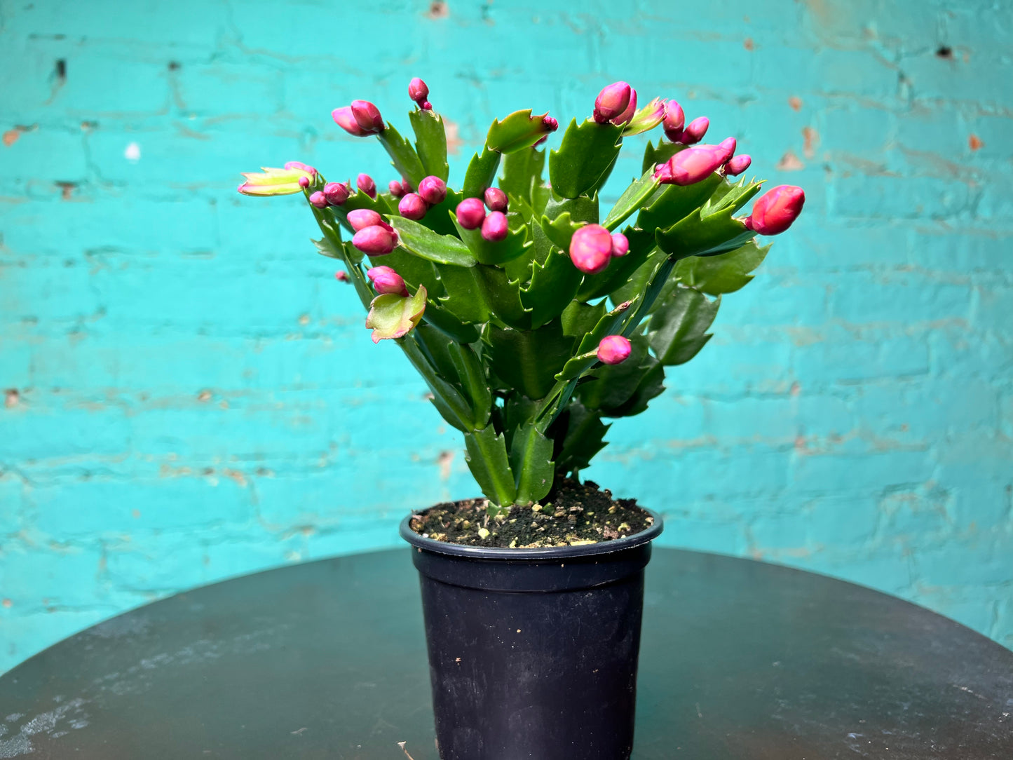 Christmas Cactus 4”