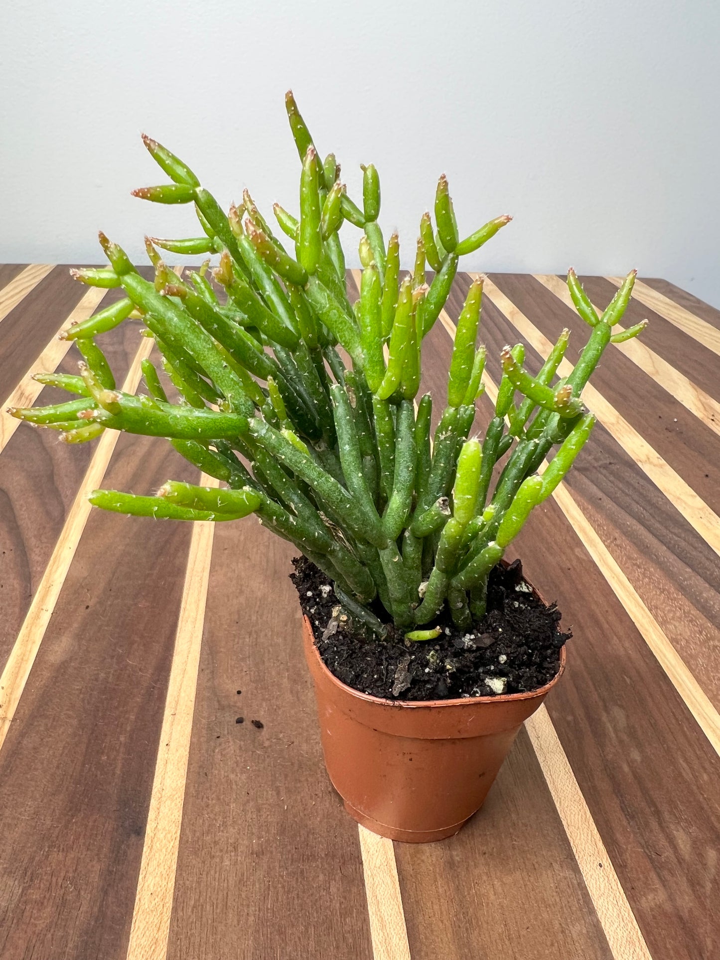 Rhipsalis (Mistletoe Cactus) 2”