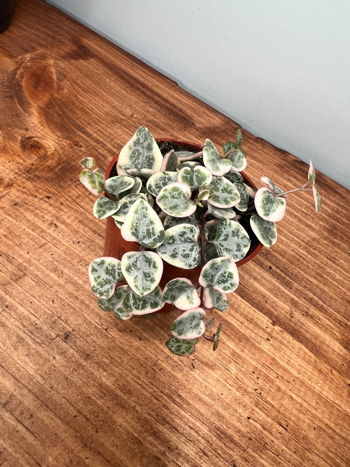 Variegated String of Hearts 3”