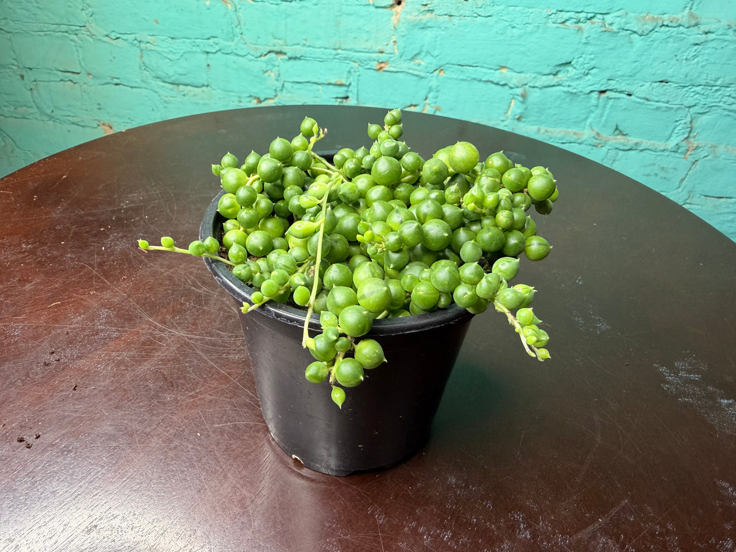 String of Pearls 4”