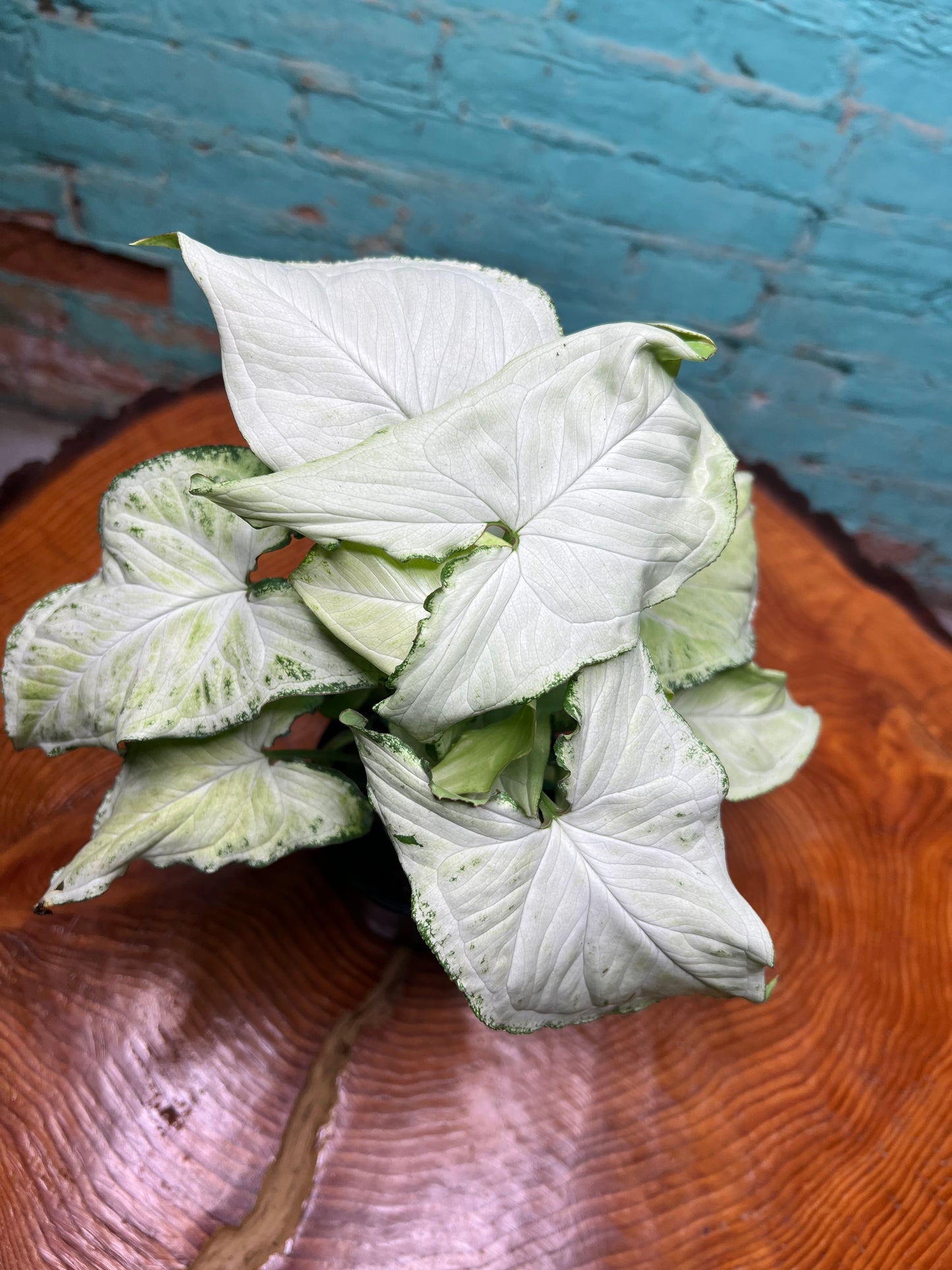 Syngonium-Pixie