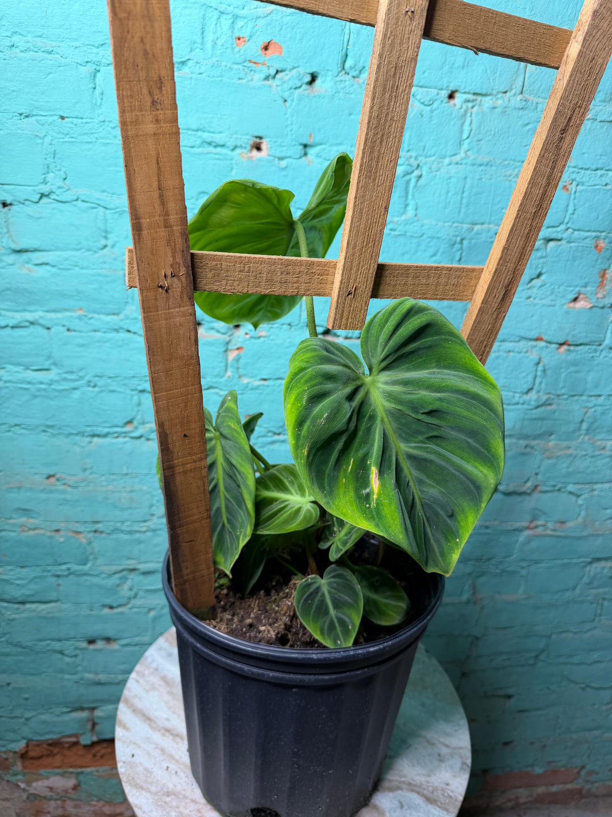 Philodendron El Choco Red 8”