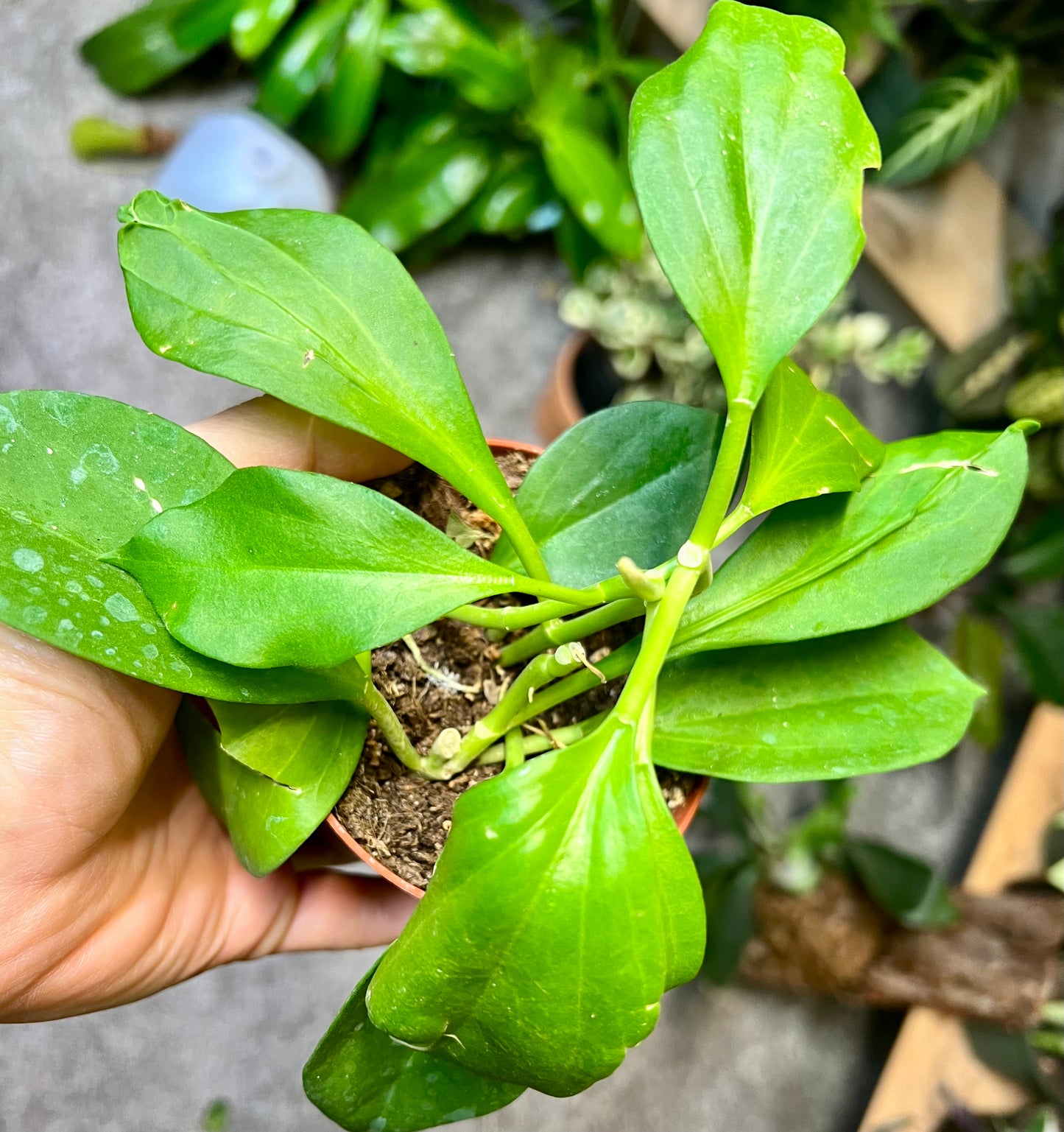 Hoya Pachyclada