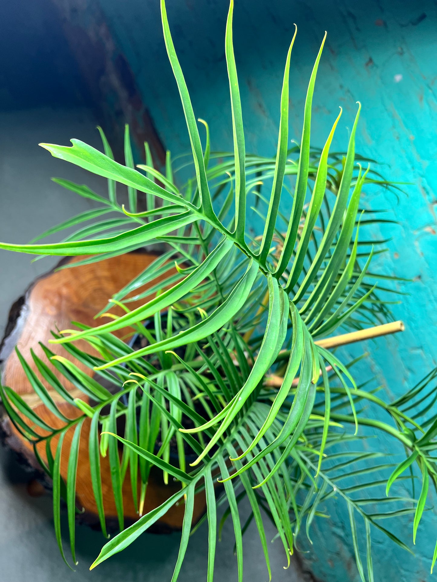 Philodendron Tortum 10”