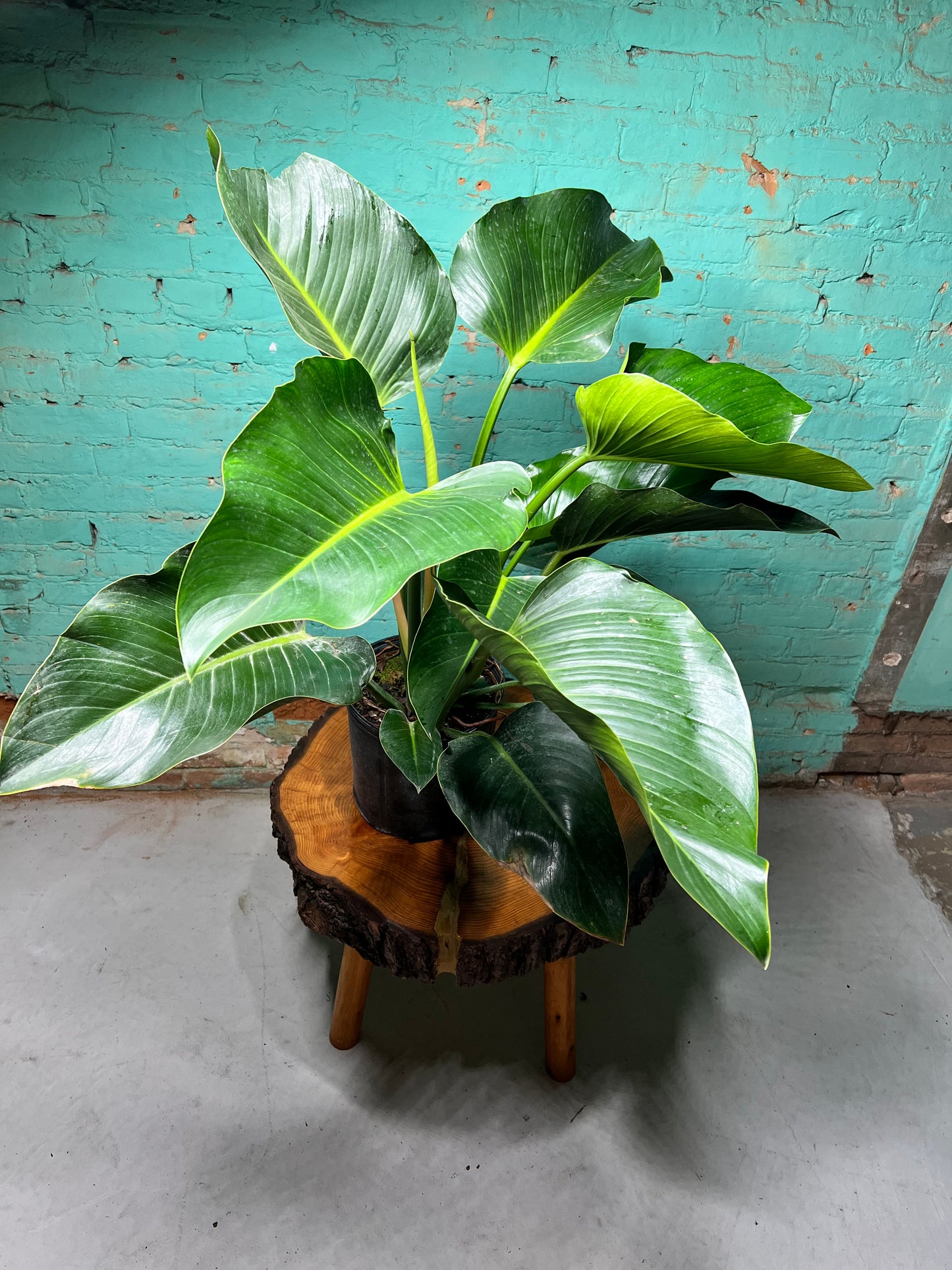 Philodendron Congo 10”