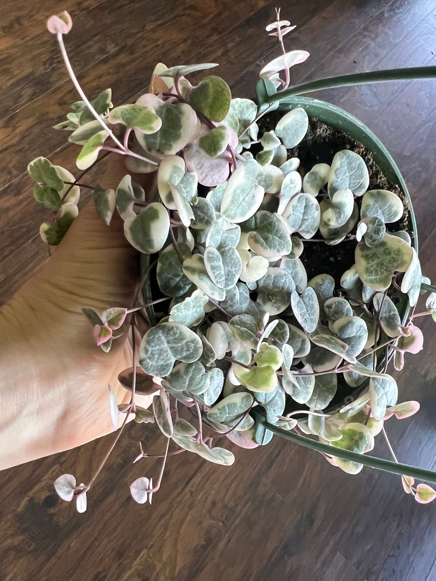 Variegated String of Hearts basket