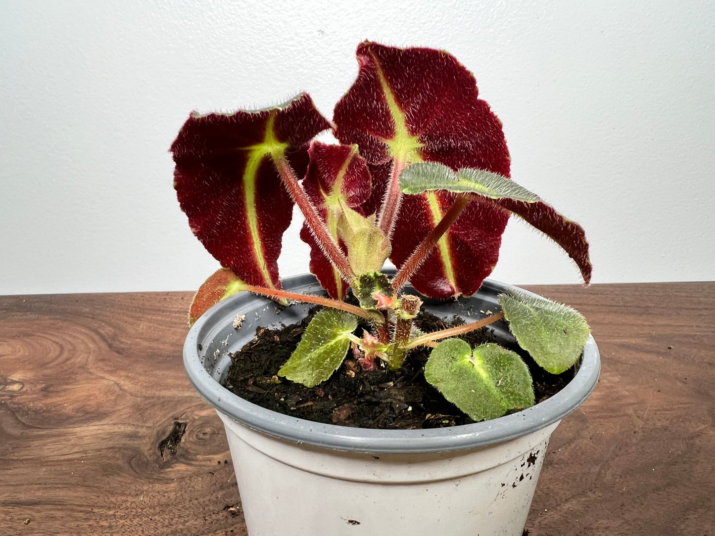 Begonia listada