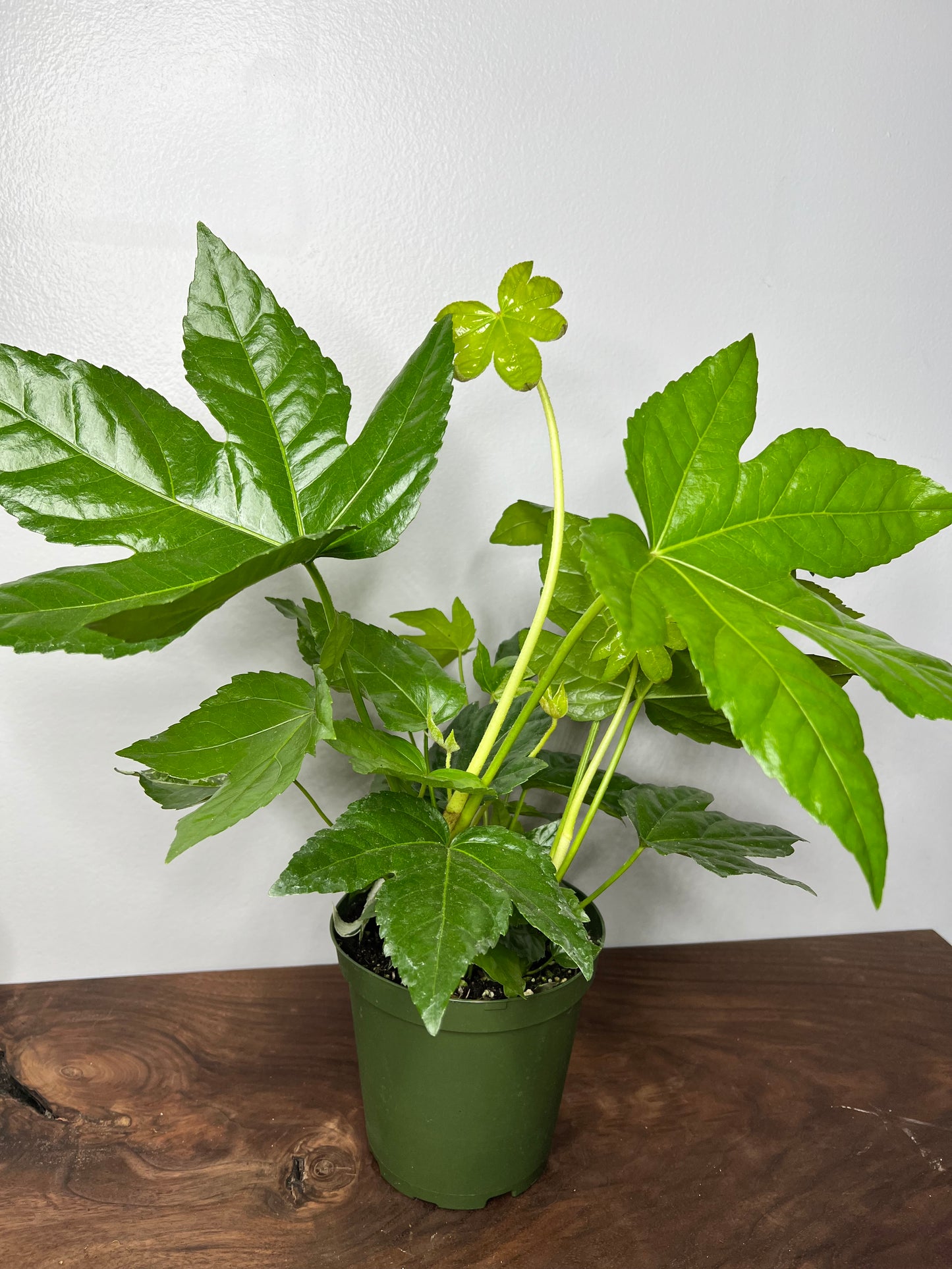Japanese Fatsia (Japanese Aralia)
