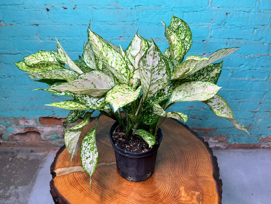 Aglaonema Snow White (pink variegated) 8”