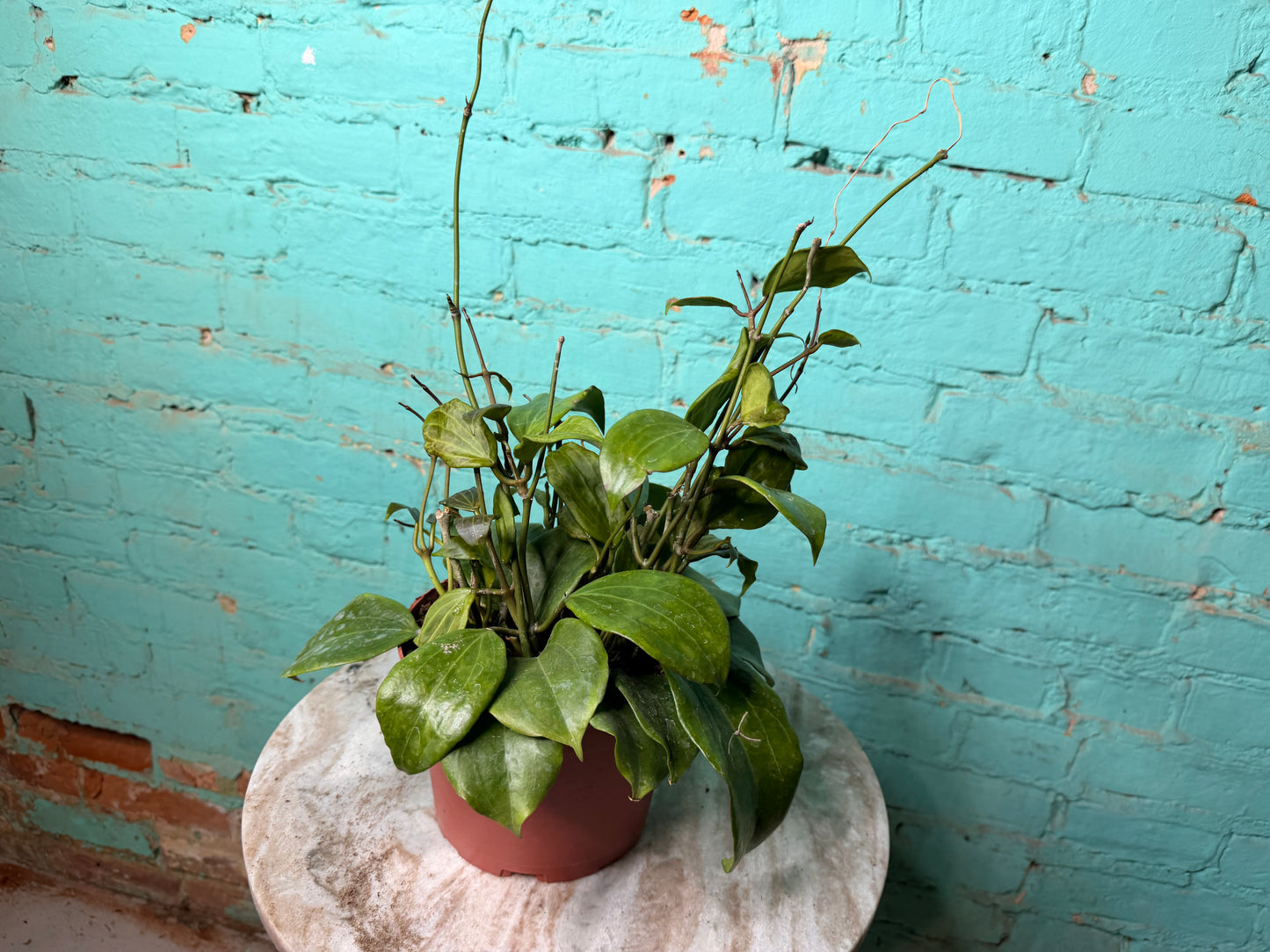 Hoya Quinquenervia 6”