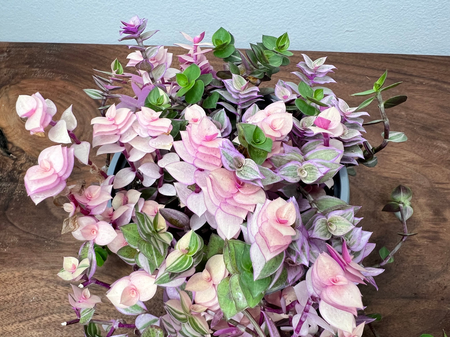 Pink Lady Bolivian Jew