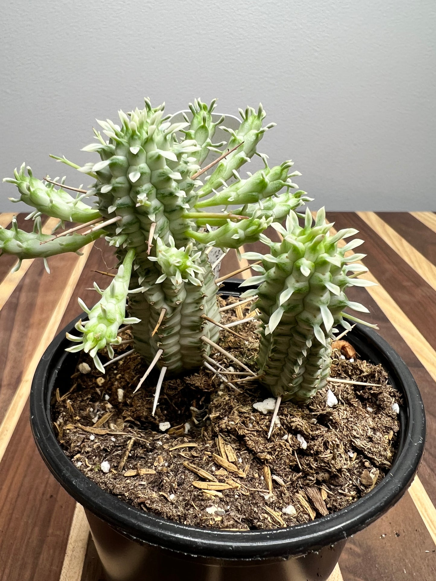 Euphorbia Mammilaria Varigated 4”