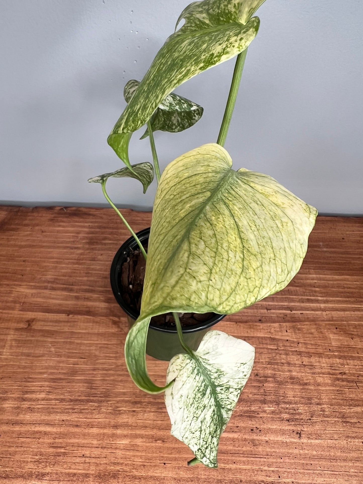 Monstera Deliciosa Mint