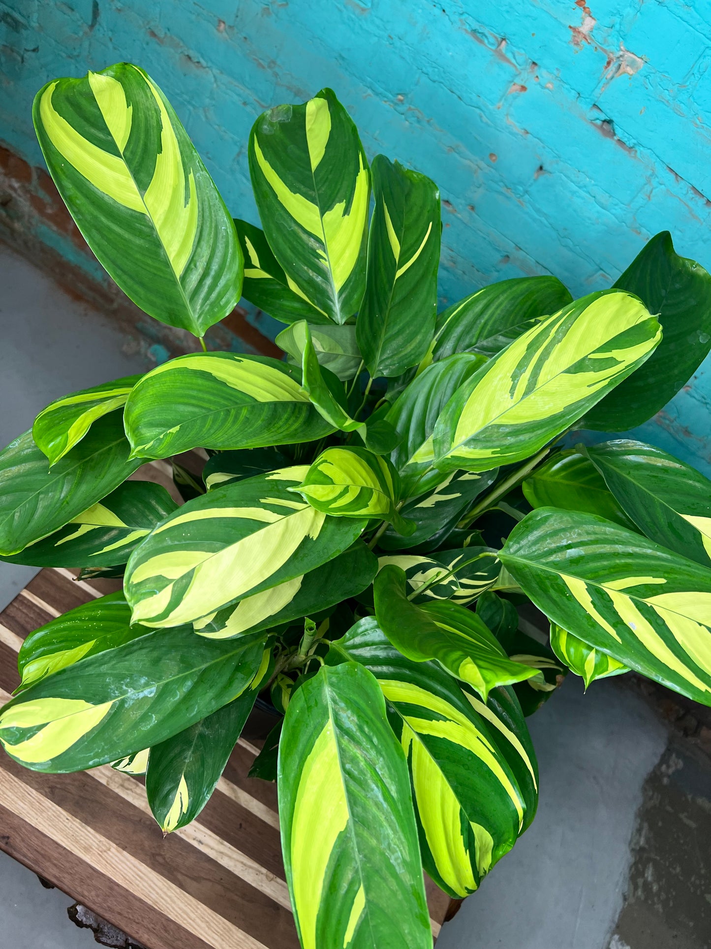 Ctenanthe Oppenheimiana- Never Never Plant 10”