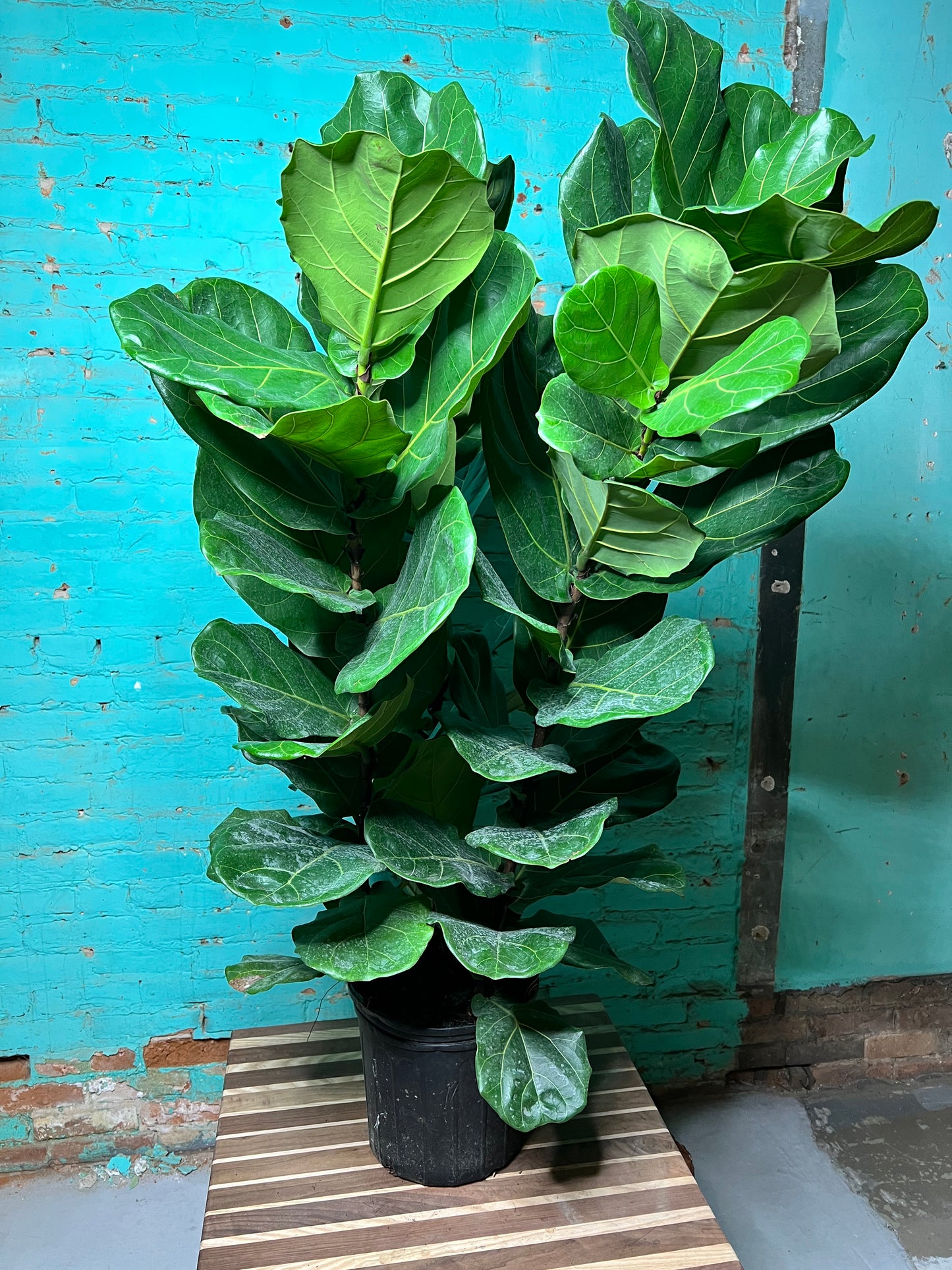 Fiddle fig 10”