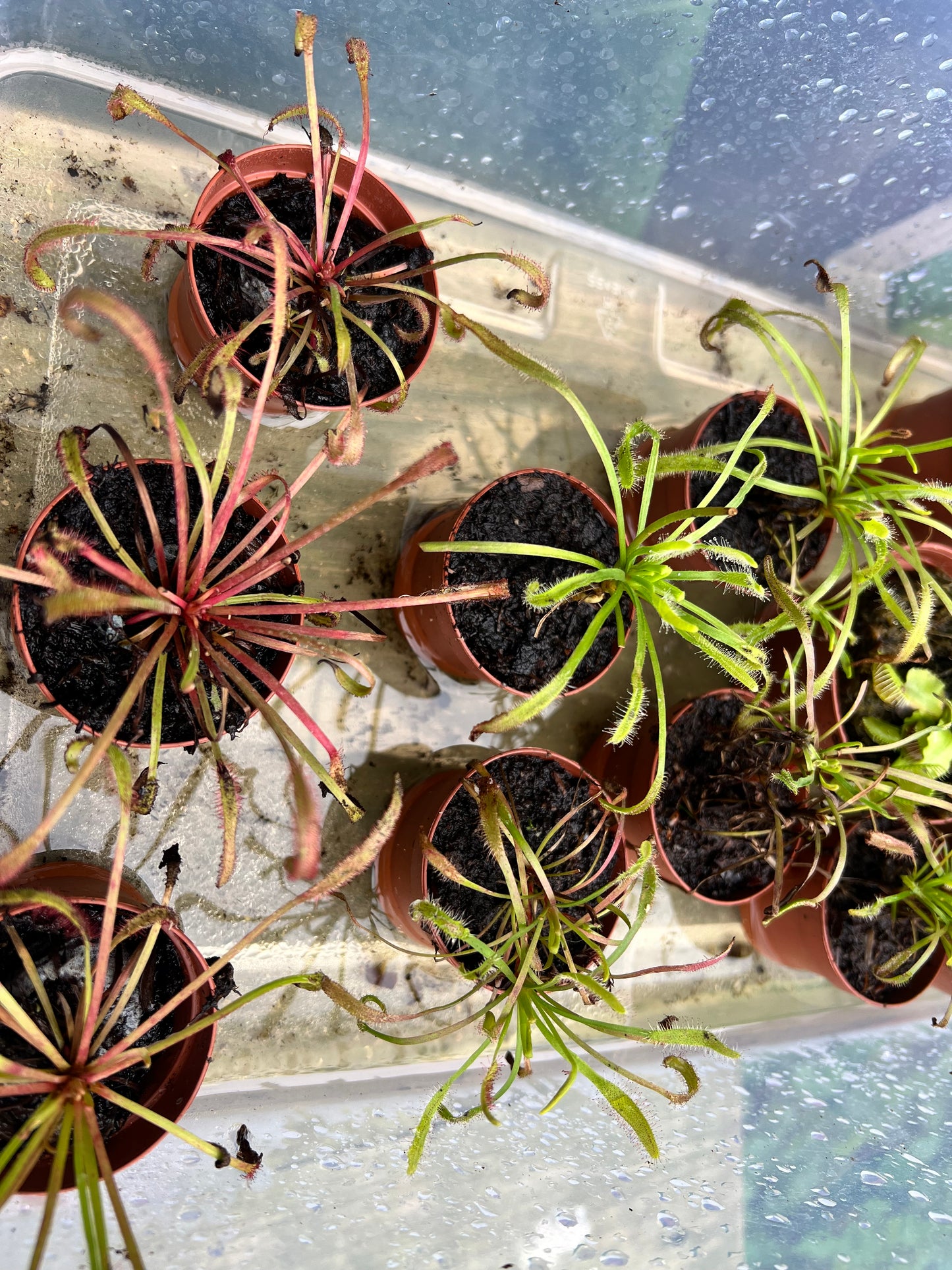 Carnivorous- Cape Sundew