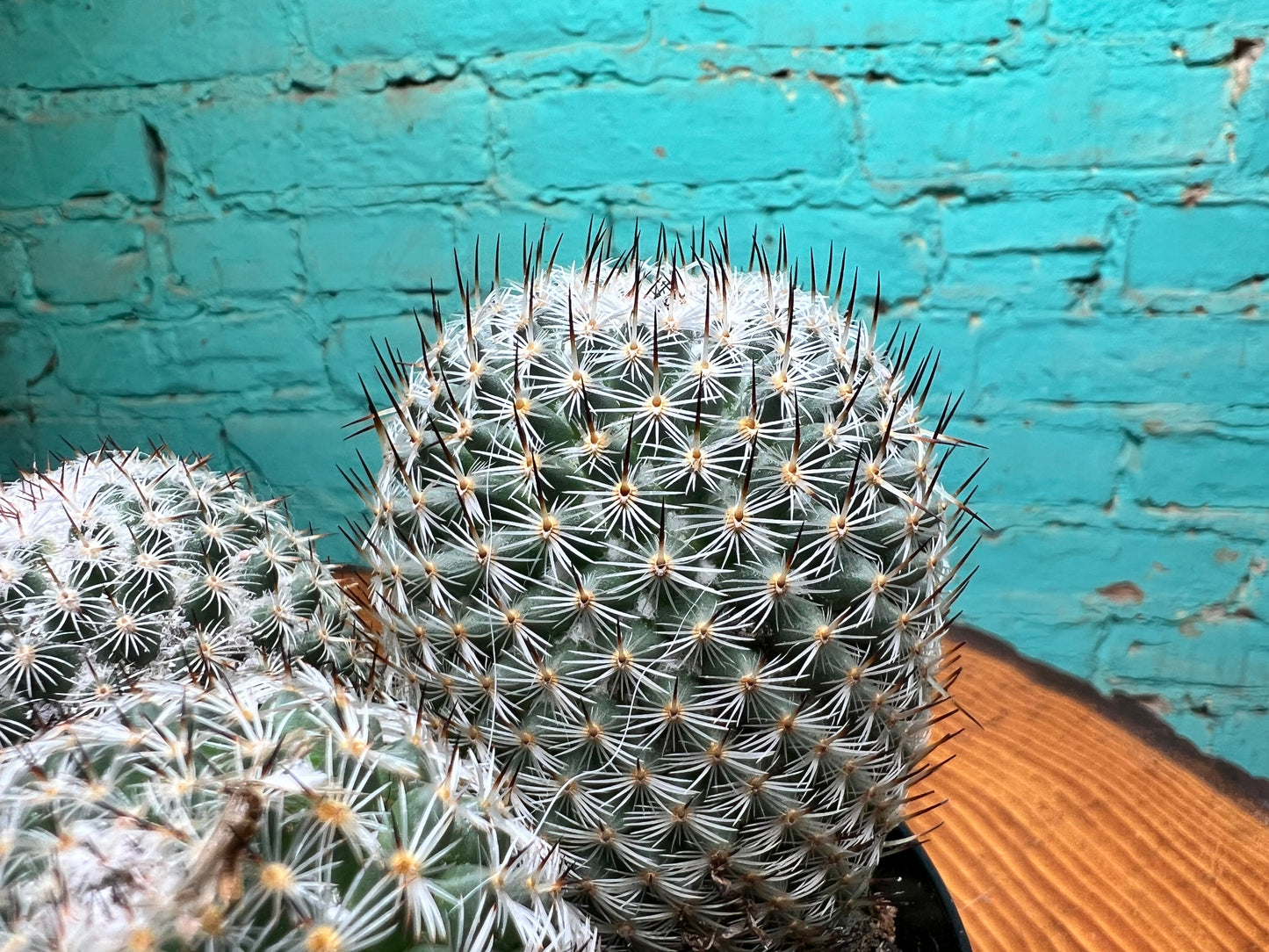 Mammillaria elegans Cactus 6”