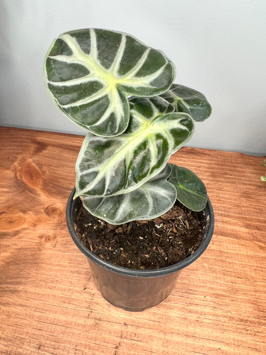 Alocasia Parasol 4”
