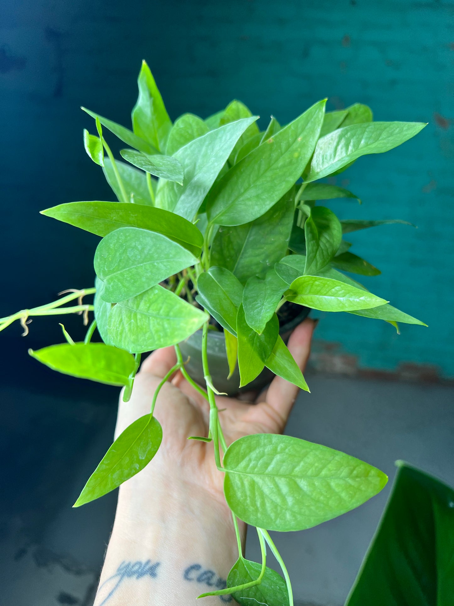 Cebu Blue Pothos 4”