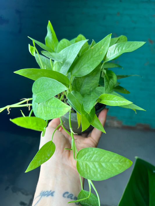 Cebu Blue Pothos 4”