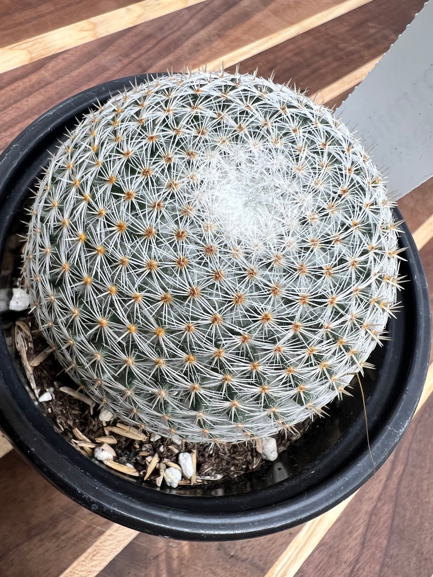 Mammilaria Supertexta 4”