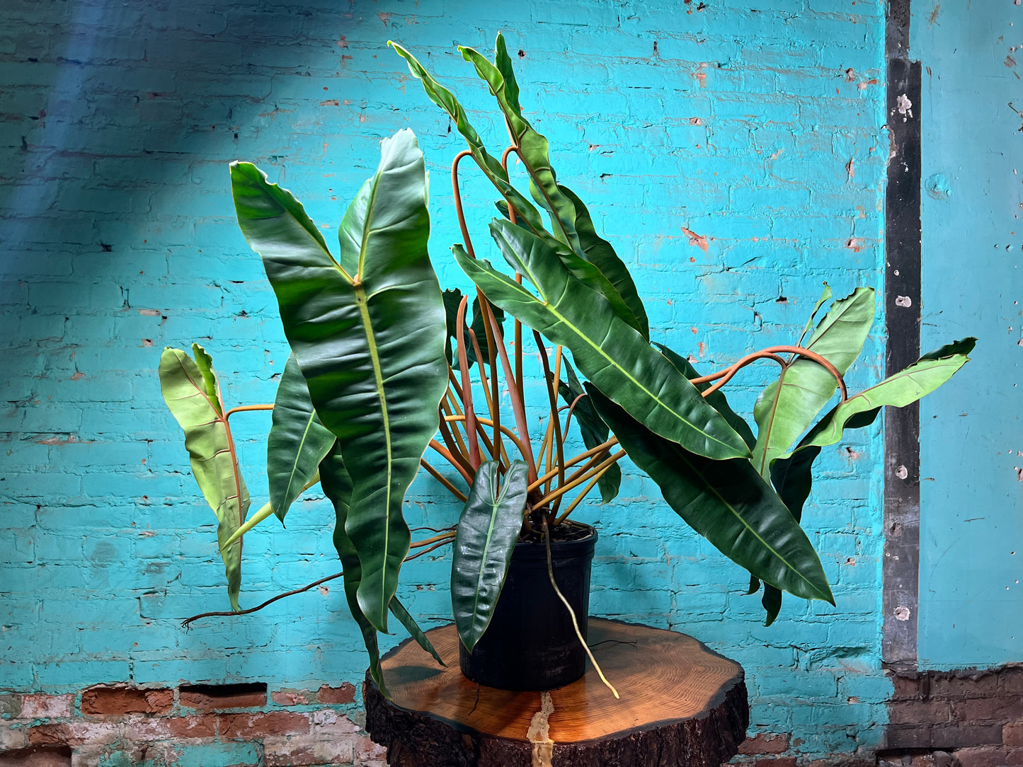 Philodendron Billietiae 10”