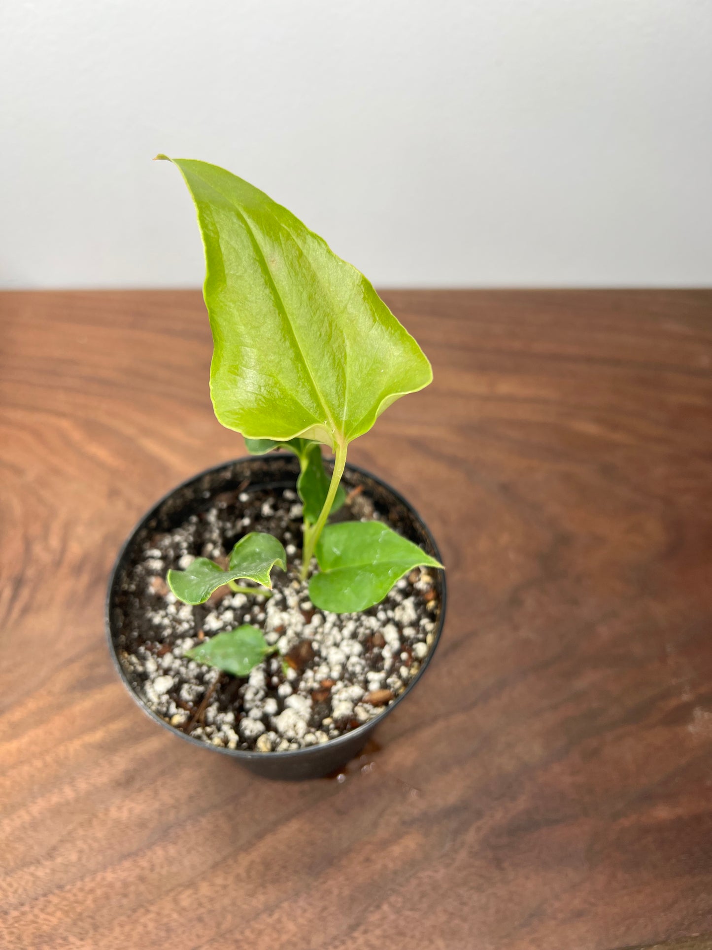 Anthurium Ferrierense 4”