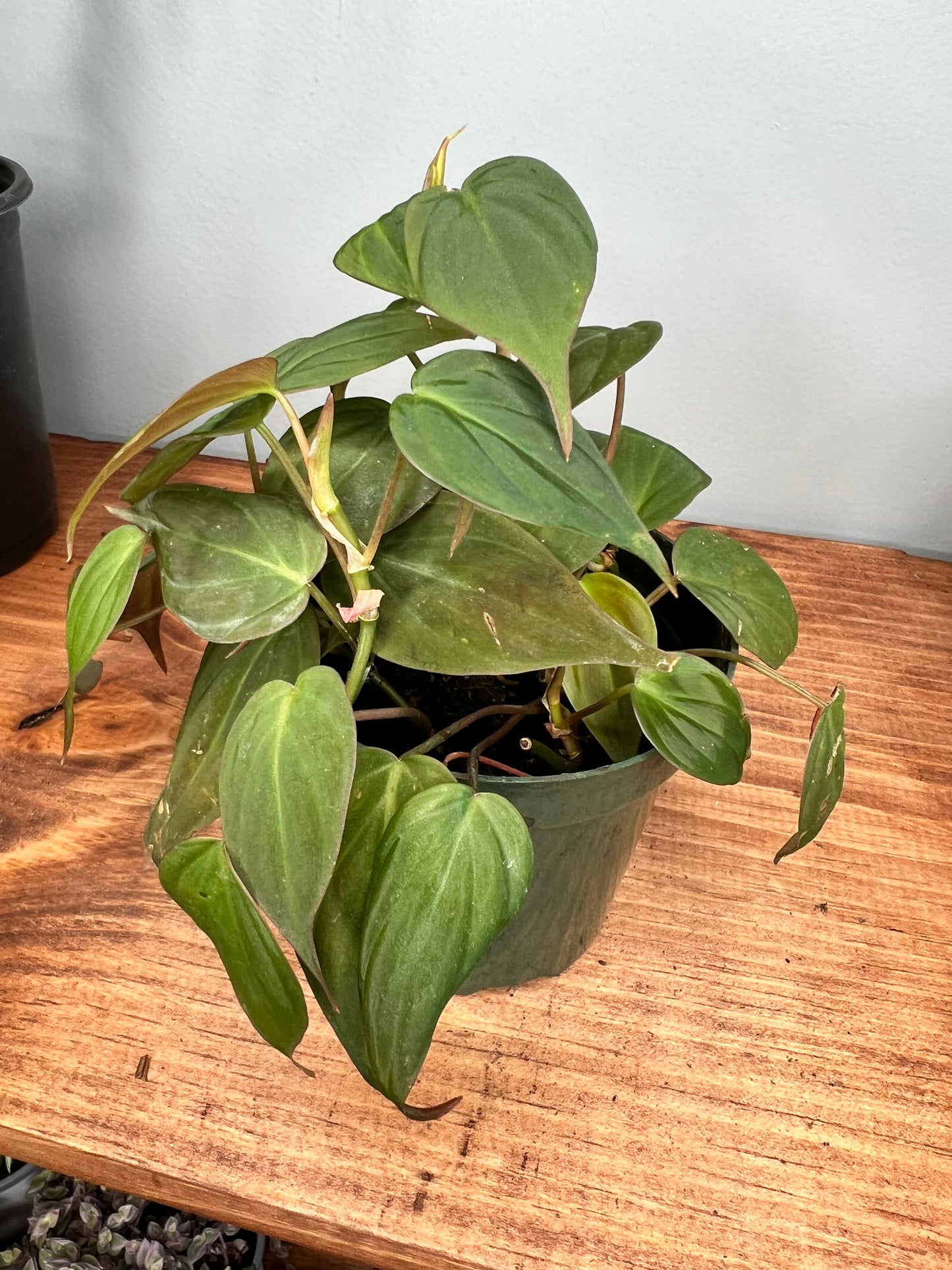 Philodendron Mican