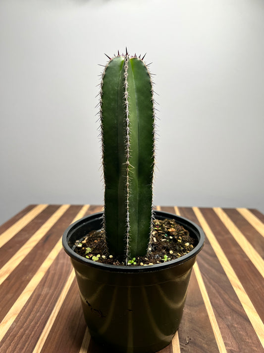 Pachycereus Marginatus 6”