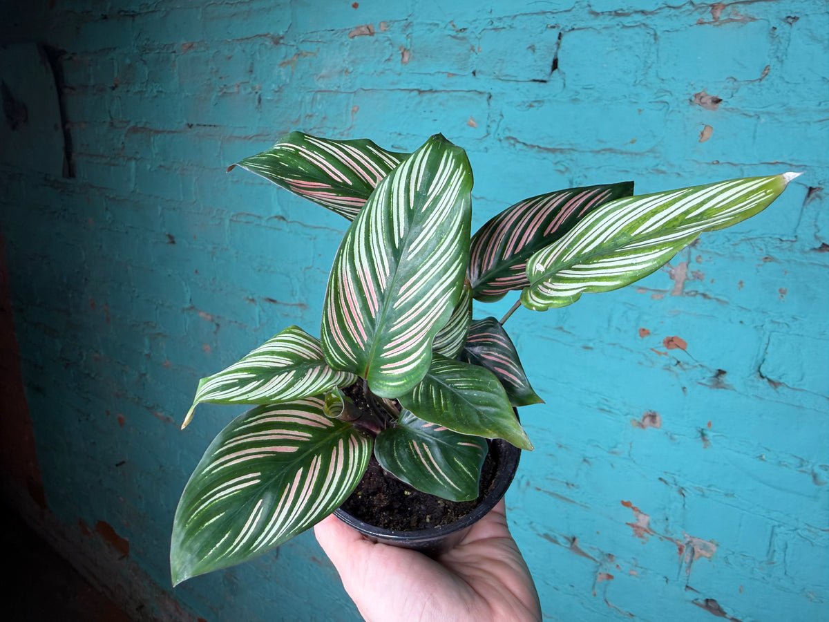 Calathea White Star 4”