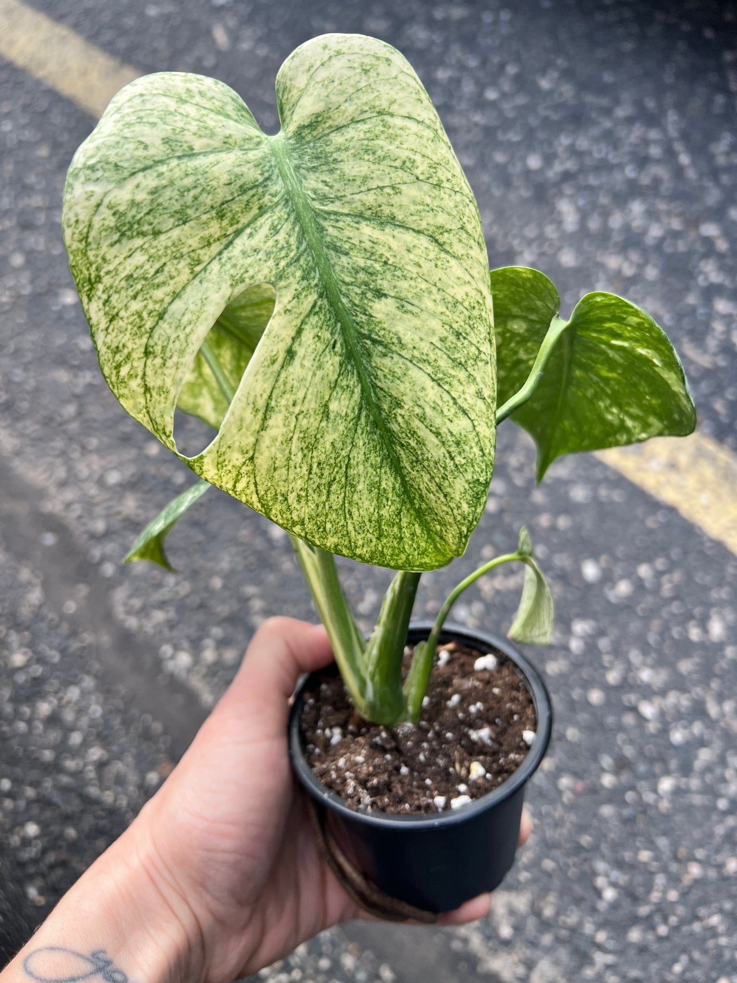 Monstera Deliciosa Mint