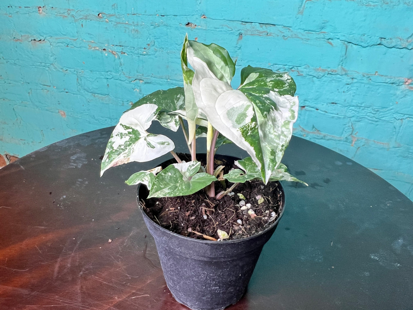Syngonium Albo