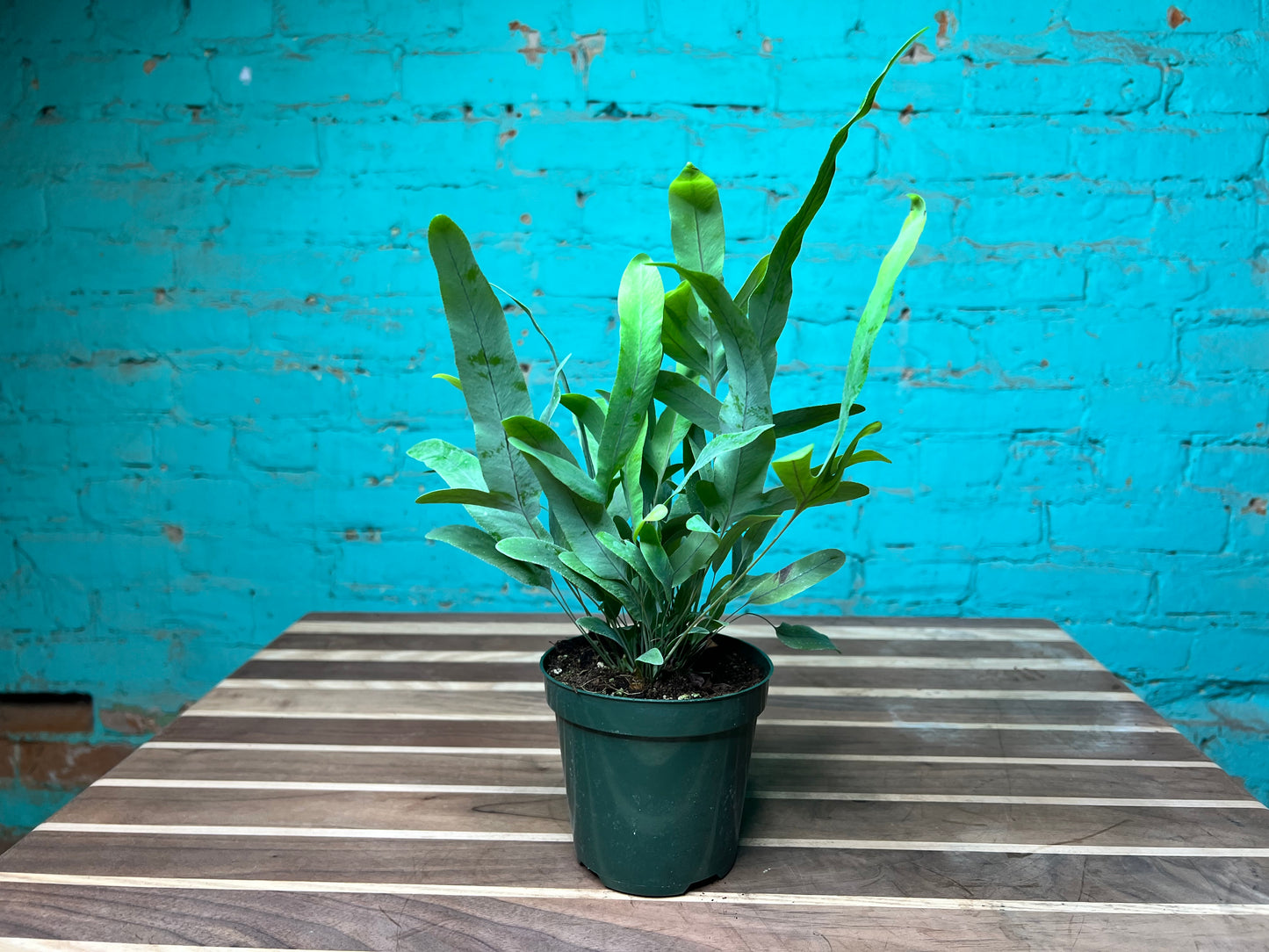 Blue Star Fern 4”