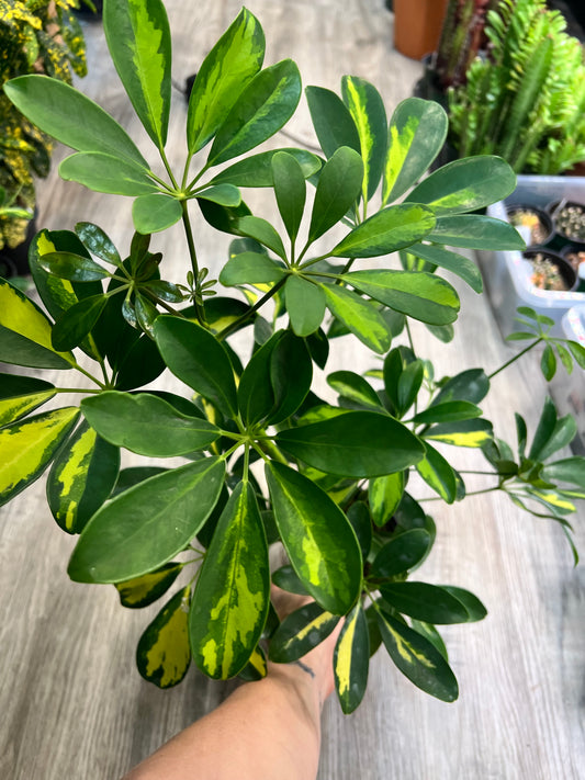 Schefflera Varagated  (Umbrella plant) 4”