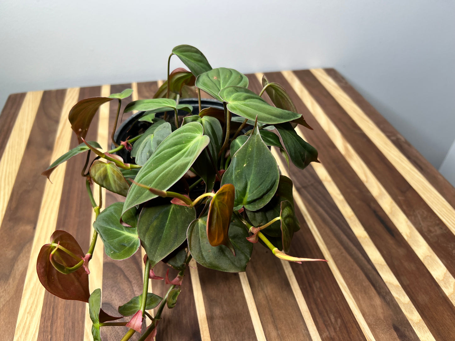 Philodendron Mican 6”