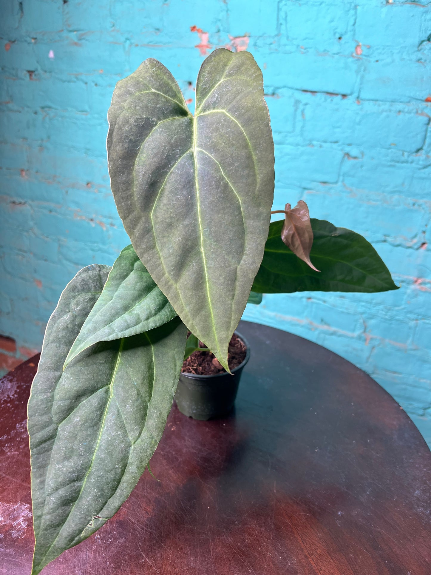 Anthurium Emerald Throne 4”