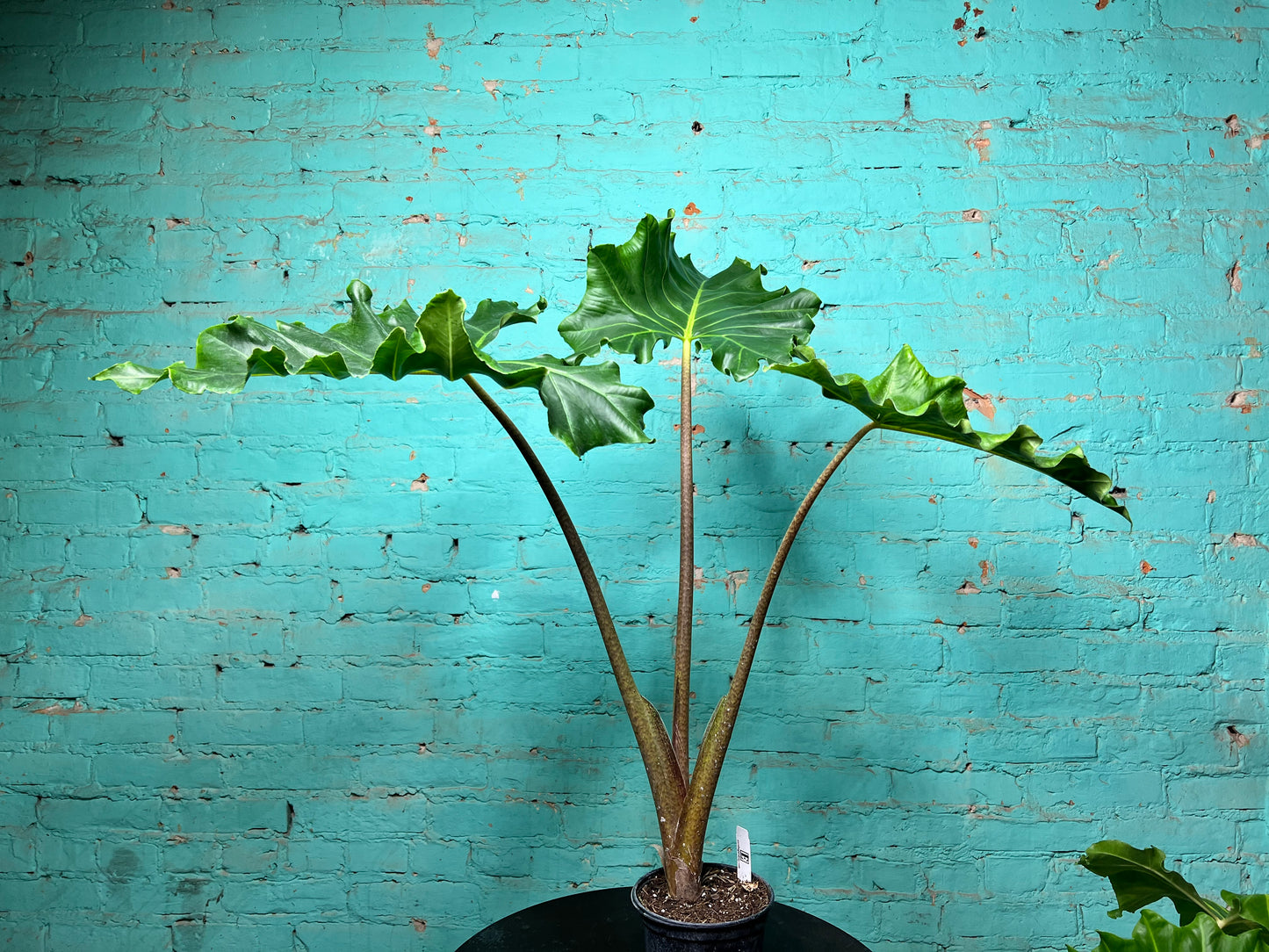 Alocasia Golden Dragon 6” (2.5 ft)