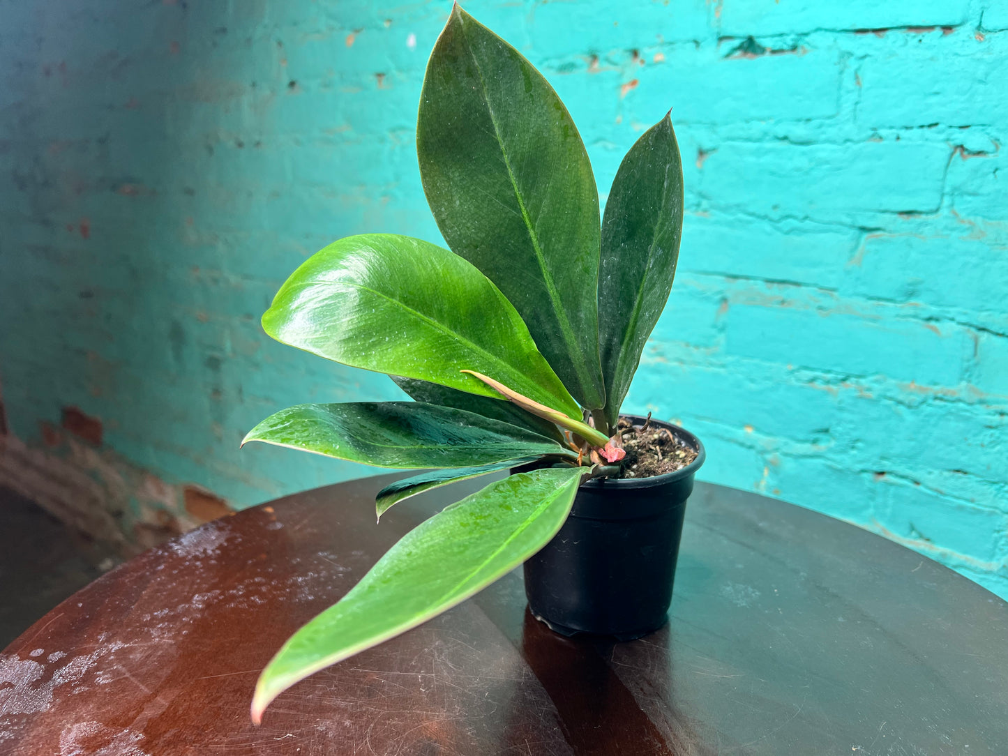 Philodendron Linnaei Kunth 4”